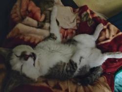 Lost Male Cat last seen Story and white rd., San Jose, CA 95127