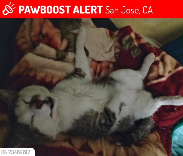 Lost Male Cat last seen Story and white rd., San Jose, CA 95127
