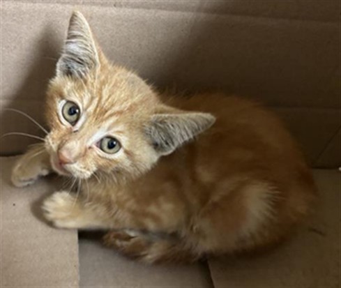 Shelter Stray Male Cat last seen WHISPER WOOD WAY & MILL STREAM CT, 2127 Front St, Sacramento, CA 95818, USA