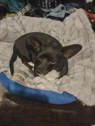 Found/Stray Female Dog last seen 23rd Ave and Glendale, Phoenix, AZ 85015
