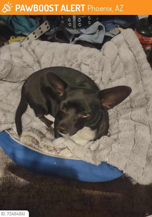 Found/Stray Female Dog last seen 23rd Ave and Glendale, Phoenix, AZ 85015