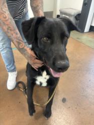 Shelter Stray Male Dog last seen , 14409 Vanowen St, Van Nuys, CA 91405, USA