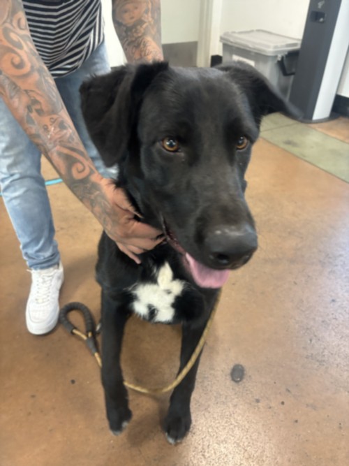 Shelter Stray Male Dog last seen , 14409 Vanowen St, Van Nuys, CA 91405, USA