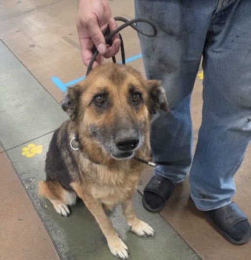 Shelter Stray Female Dog last seen , 14409 Vanowen St, Van Nuys, CA 91405, USA