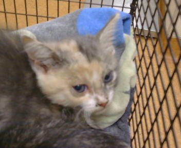 Shelter Stray Female Cat last seen A ST/S LINCOLN WAY, 95632, 3839 Bradshaw Rd, Sacramento, CA 95827, USA