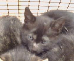 Shelter Stray Male Cat last seen A ST/S LINCOLN WAY, 95632, 3839 Bradshaw Rd, Sacramento, CA 95827, USA