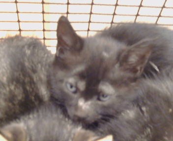 Shelter Stray Male Cat last seen A ST/S LINCOLN WAY, 95632, 3839 Bradshaw Rd, Sacramento, CA 95827, USA