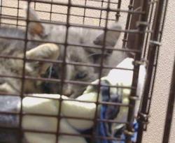 Shelter Stray Male Cat last seen A ST/S LINCOLN WAY, 95632, 3839 Bradshaw Rd, Sacramento, CA 95827, USA