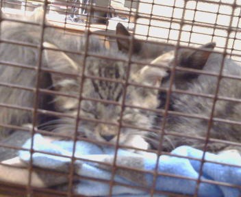 Shelter Stray Male Cat last seen A ST/S LINCOLN WAY, 95632, 3839 Bradshaw Rd, Sacramento, CA 95827, USA