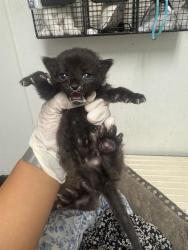 Shelter Stray Male Cat last seen Near BLOCK MCCORD AVE, BAKERSFIELD CA 93308, 3951 Fruitvale Ave, Bakersfield, CA 93308, USA