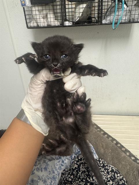Shelter Stray Male Cat last seen Near BLOCK MCCORD AVE, BAKERSFIELD CA 93308, 3951 Fruitvale Ave, Bakersfield, CA 93308, USA