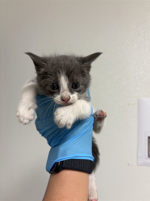 Shelter Stray Female Cat last seen Near BLOCK BOMARK CT, BAKERSFIELD CA 93307, 3951 Fruitvale Ave, Bakersfield, CA 93308, USA
