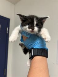 Shelter Stray Male Cat last seen Near BLOCK BOMARK CT, BAKERSFIELD CA 93307, 3951 Fruitvale Ave, Bakersfield, CA 93308, USA