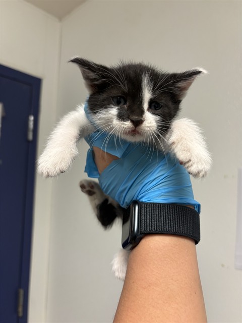 Shelter Stray Male Cat last seen Near BLOCK BOMARK CT, BAKERSFIELD CA 93307, 3951 Fruitvale Ave, Bakersfield, CA 93308, USA