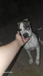 Found/Stray Unknown Dog last seen Innsbruck, Bakersfield, CA 93313