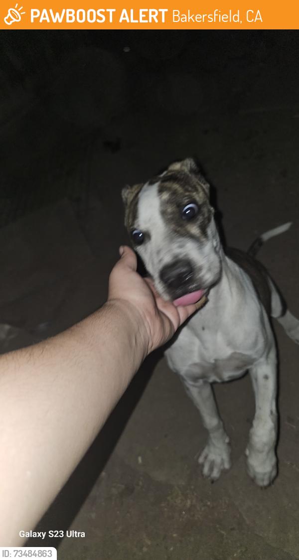 Found/Stray Unknown Dog last seen Innsbruck, Bakersfield, CA 93313