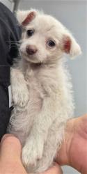 Shelter Stray Male Dog last seen RUNNING PARKING LOT VONS LAK ISABELLA CA 93240, 3951 Fruitvale Ave, Bakersfield, CA 93308, USA