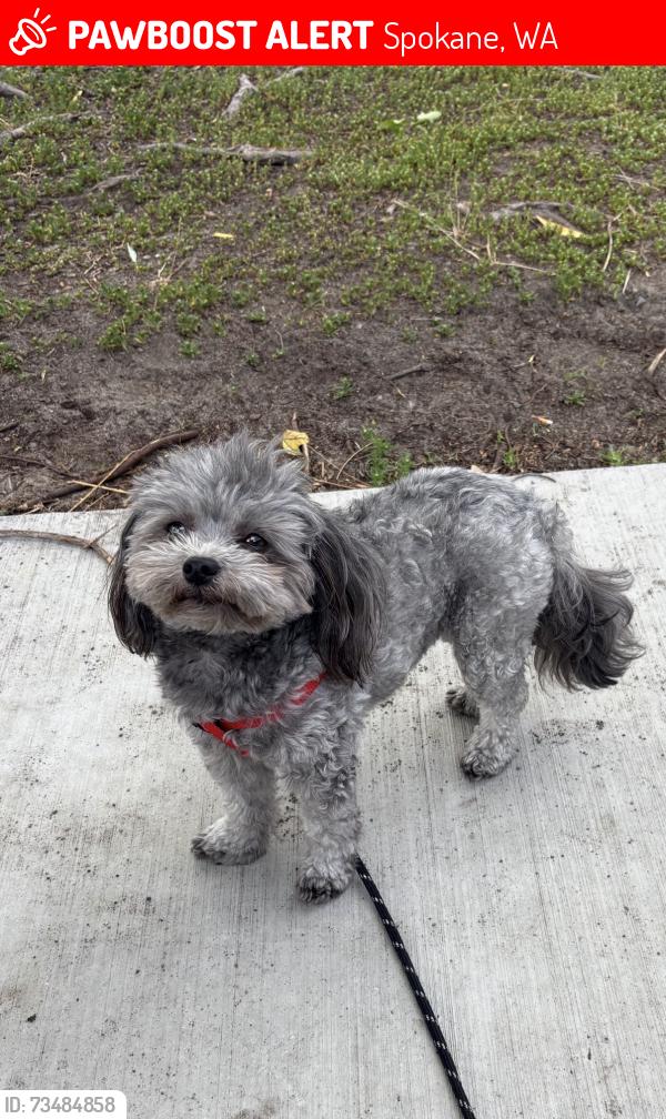 Lost Male Dog last seen Anytime fitness, Spokane, WA 99205