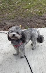 Lost Male Dog last seen Anytime fitness, Spokane, WA 99205