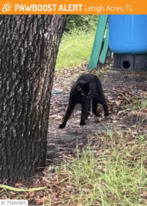 Found/Stray Male Cat last seen 10th and prospect ave, Lehigh Acres, FL 33972