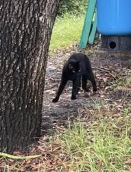 Found/Stray Male Cat last seen 10th and prospect ave, Lehigh Acres, FL 33972