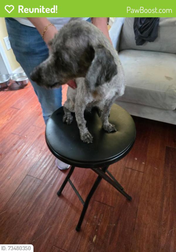 Reunited Male Dog last seen Davis Ridge CROFT COMMUNITY SCHOOL, Charlotte, NC 28269