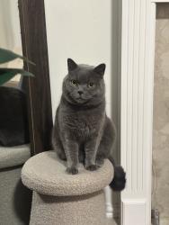 Lost Male Cat last seen Near Bridge Street, Telford and Wrekin, England TF2 6AH