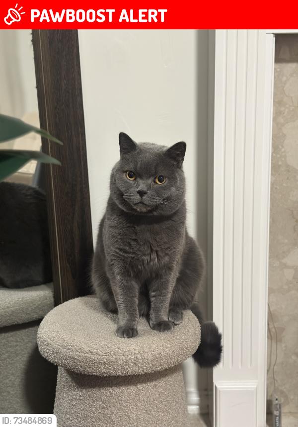 Lost Male Cat last seen Near Bridge Street, Telford and Wrekin, England TF2 6AH