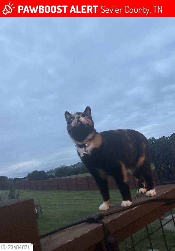 Lost Female Cat last seen Temple and Boyd’s creek, Sevier County, TN 37865