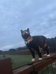 Lost Female Cat last seen Temple and Boyd’s creek, Sevier County, TN 37865