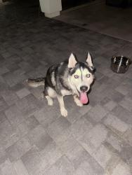 Found/Stray Female Dog last seen 175th Avenue & Bell Road, Surprise, AZ 85388