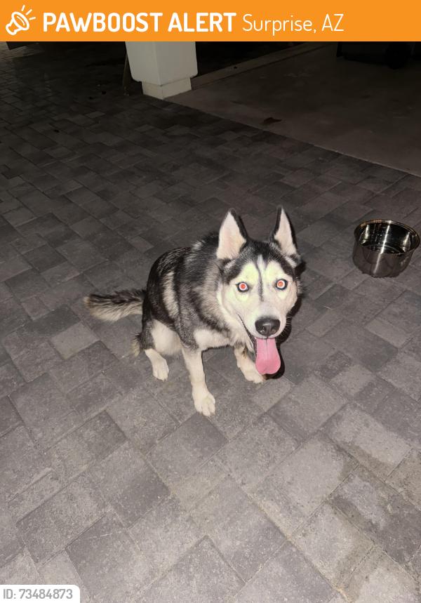 Found/Stray Female Dog last seen 175th Avenue & Bell Road, Surprise, AZ 85388