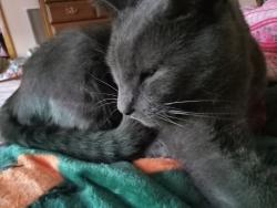 Lost Male Cat last seen Baseball field, Moosic, PA 18507