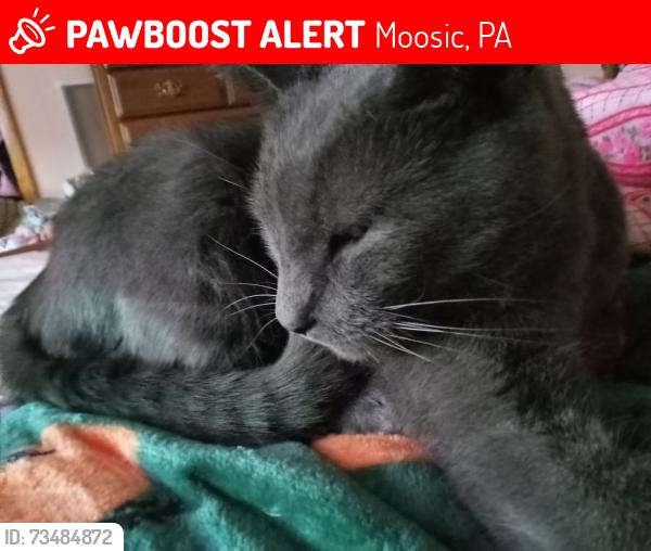 Lost Male Cat last seen Baseball field, Moosic, PA 18507