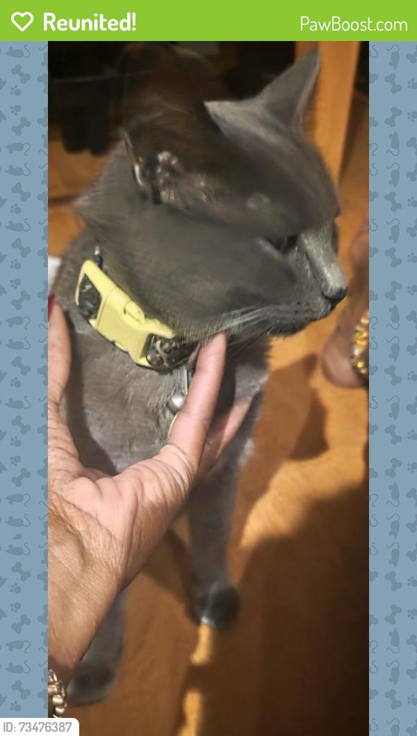 Reunited Male Cat last seen Prairie Ave, South Holland, IL 60473