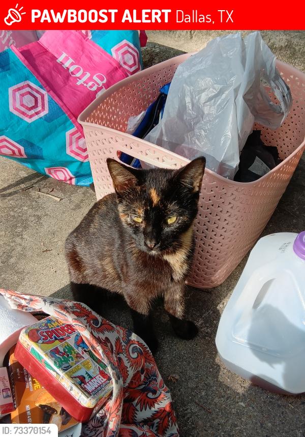 Lost Female Cat last seen Van buren and w 9th St Dallas TX bishop arts area, Dallas, TX 75208