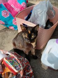 Lost Female Cat last seen Van buren and w 9th St Dallas TX bishop arts area, Dallas, TX 75208