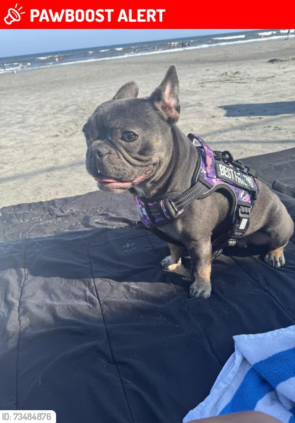 Lost Female Dog last seen Broadway rd North Brunswick, North Brunswick Township, NJ 08902