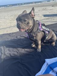 Lost Female Dog last seen Broadway rd North Brunswick, North Brunswick Township, NJ 08902
