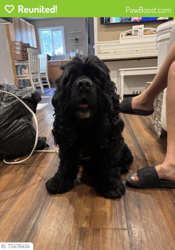 Reunited Male Dog last seen Lima st, Aurora, CO 80011