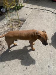 Lost Male Dog last seen Mercedes Benz lot, Orlando, FL 32839