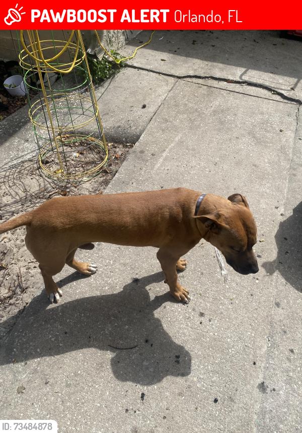 Lost Male Dog last seen Mercedes Benz lot, Orlando, FL 32839