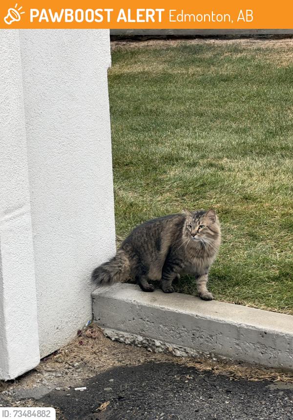 Found/Stray Unknown Cat last seen Windermere, Edmonton, AB 