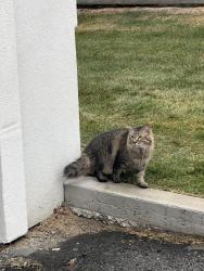 Found/Stray Unknown Cat last seen Windermere, Edmonton, AB 