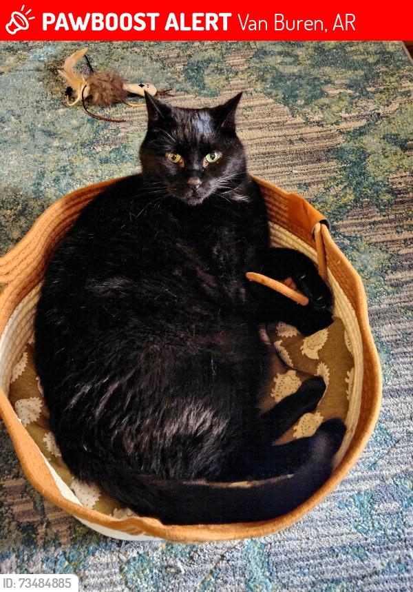 Lost Male Cat last seen Little cesars pizza, Van Buren, AR 72956