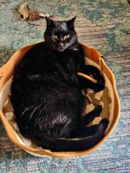 Lost Male Cat last seen Little cesars pizza, Van Buren, AR 72956