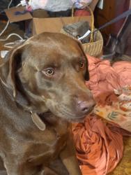 Reunited Male Dog last seen Near Demetropolis Rd, Mobile, AL 36693, USA, Mobile, AL 36693