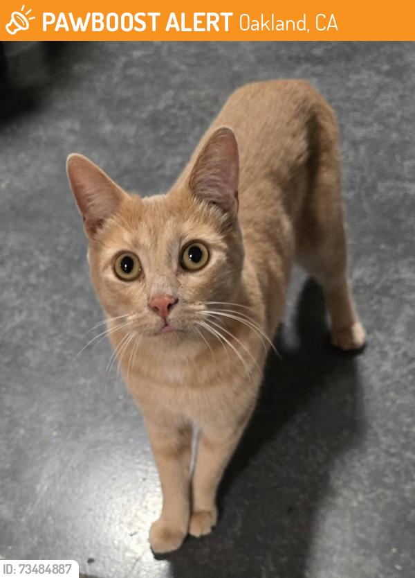 Found/Stray Unknown Cat last seen Adeline St & 27th/ Hodo Tofu Company, Oakland, CA 94607