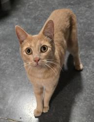 Found/Stray Unknown Cat last seen Adeline St & 27th/ Hodo Tofu Company, Oakland, CA 94607