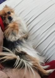 Reunited Female Dog last seen Eldorado parking garage, Reno, NV 89501